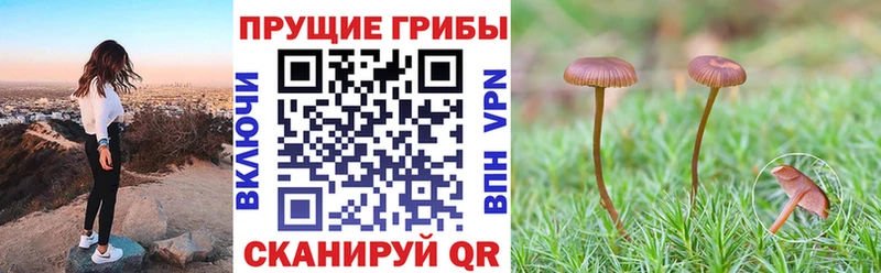 Купить закладки Алушта Галлюциногенные грибы мицелий